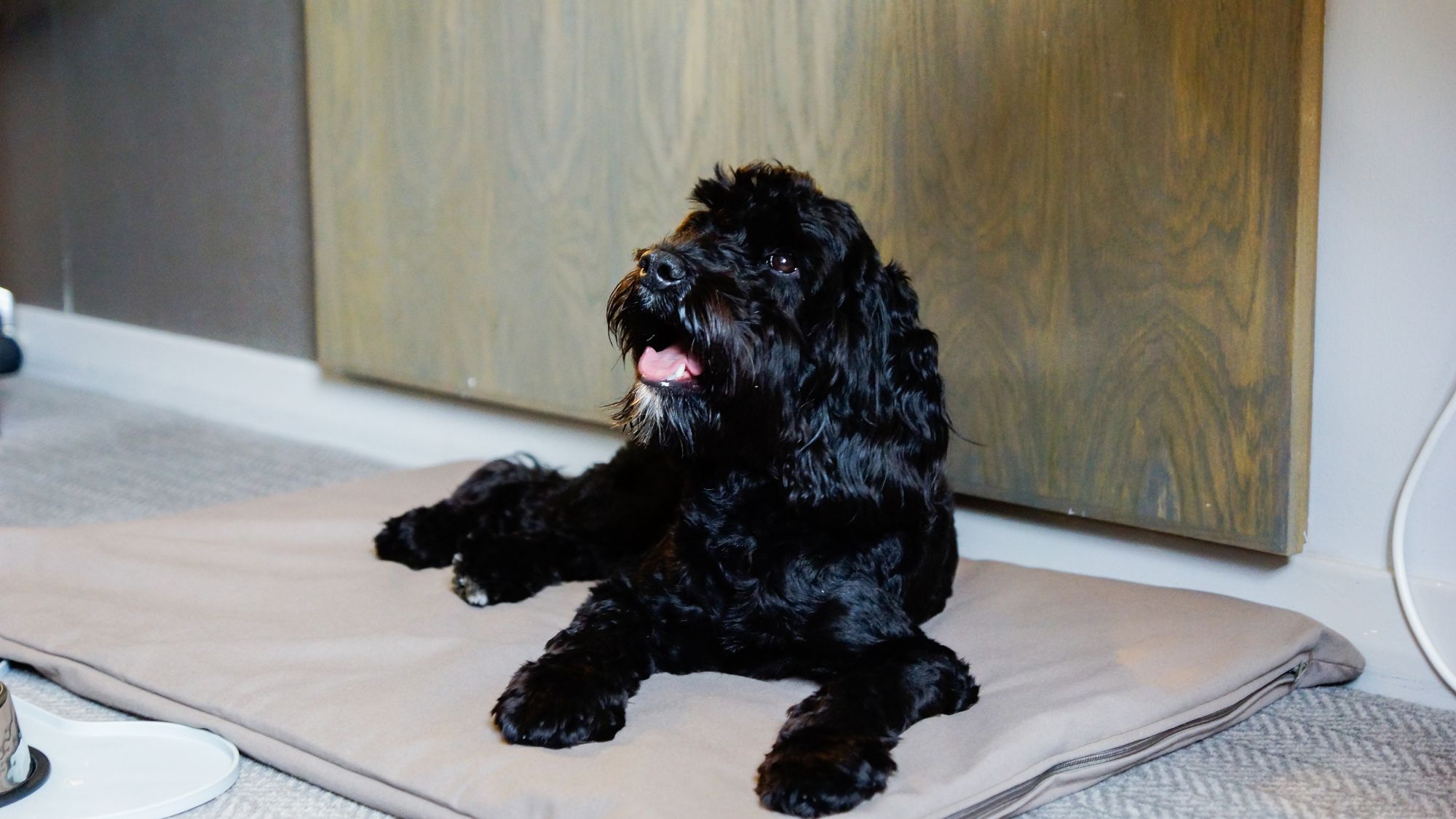 The_Loans_Inn_Dog_friendly Dog friendly hotel bedroom